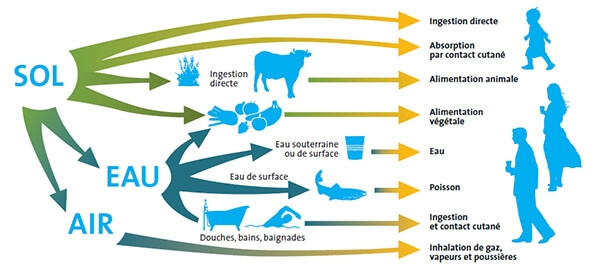 pollution sol metaux transfert